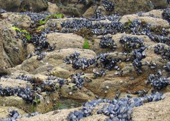 El mejillón pigmeo desplaza al gallego