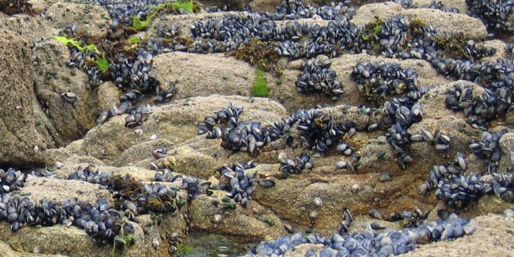 El mejillón pigmeo desplaza al gallego