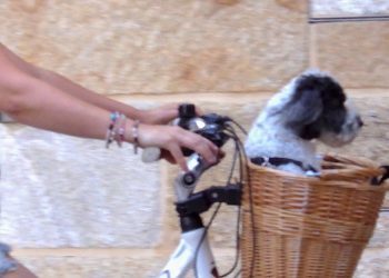 Un perro en bicicleta