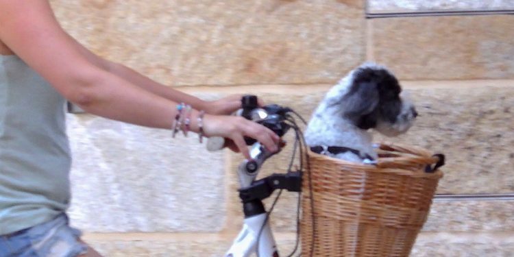 Un perro en bicicleta