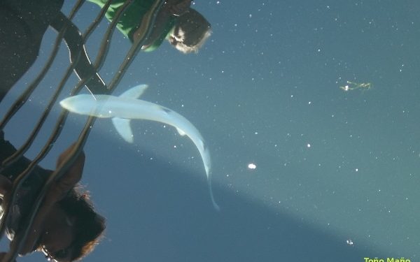 Tiburones en Galicia: «asombroso» número de avistamientos en agosto