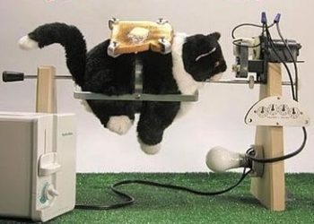 El increíble generador TostaGato