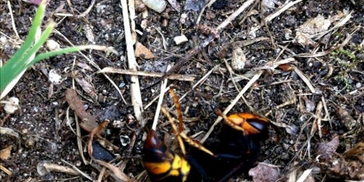 Localizado en Samil otro nido de avispas asiáticas