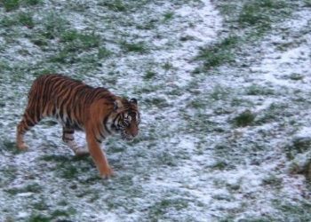 Una tigresa de Vigozoo, operada en Lugo por su cáncer de piel