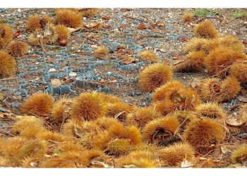 Las castañas anuncian el otoño