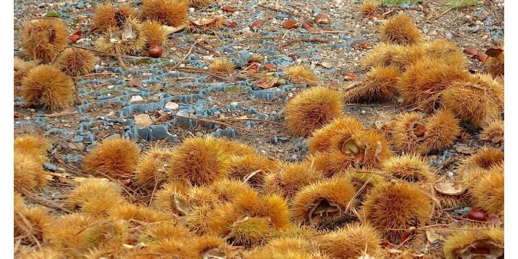 Las castañas anuncian el otoño