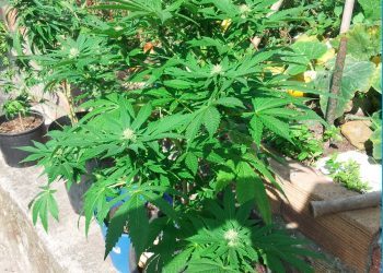 Decomisadas cinco plantas de marihuana en Panxón