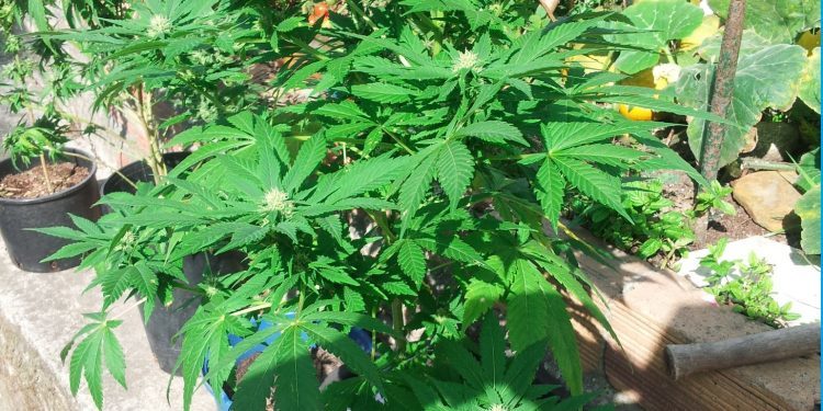 Decomisadas cinco plantas de marihuana en Panxón