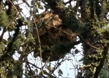 Una familia de Couso retira un nido de avispas asiáticas