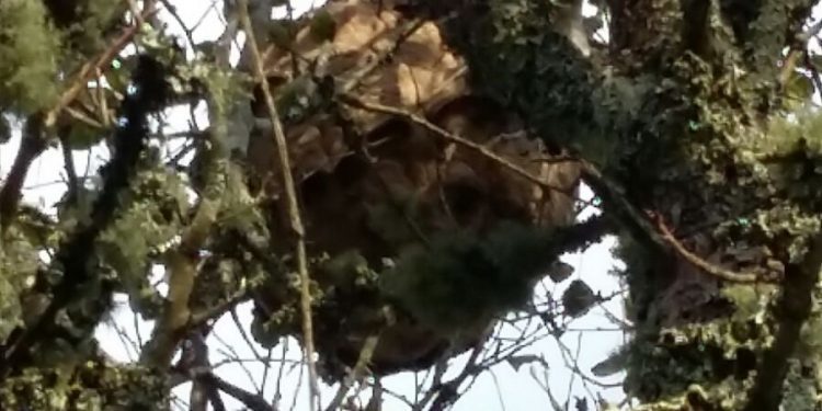 Una familia de Couso retira un nido de avispas asiáticas
