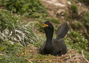 La larga sombra del «Prestige» diezma los cormoranes de Cíes