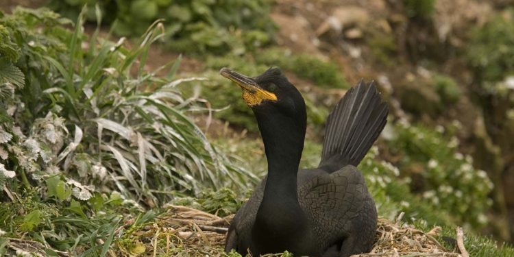 La larga sombra del «Prestige» diezma los cormoranes de Cíes