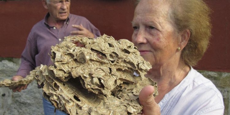 La avispa asiática invade las parroquias de Vigo y alerta a los vecinos