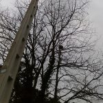 avispaasiaticachapela 1