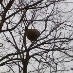 avispaasiaticachapela 3