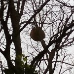 avispaasiaticachapela 8