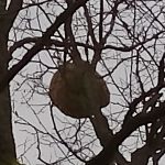 avispaasiaticachapela 9