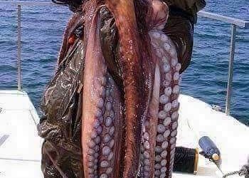 Los bulos en redes y el pulpo gigante de la Ría de Vigo