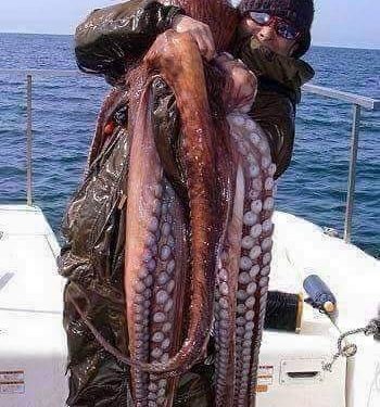 Los bulos en redes y el pulpo gigante de la Ría de Vigo