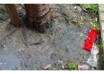 Despojos de una bacanal