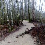 sedateariada 152 Copy