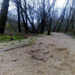 sedateariada 75 Copy