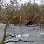 sedateariada 98 Copy