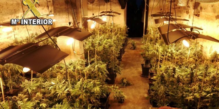 Así era la mayor plantación de marihuana descubierta en Galicia