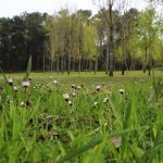 sendeiro zamans 173 Copy