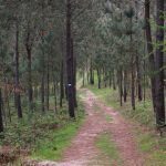 sendeiro zamans 25 Copy