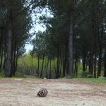 sendeiro zamans 69 Copy