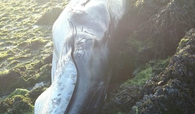 Una cría de ballena aparece muerta en A Portela