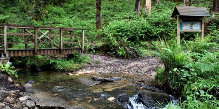 A senda de Bembrive, verde e húmida para os camiñantes