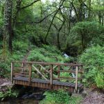 sendeiro bembrive 50 Copy