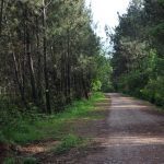 sendeiro bembrive 80 Copy