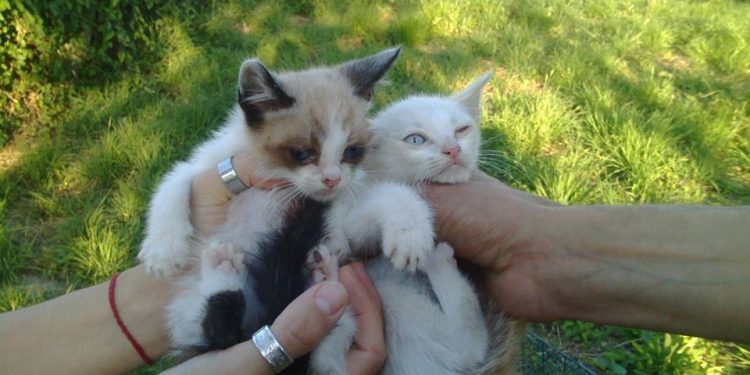 Cuatro vecinos, al frente de la colonia de gatos de Pereiró