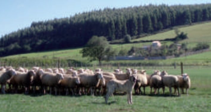 Pastores eléctricos, vallas y perros mastines contra el lobo y el jabalí