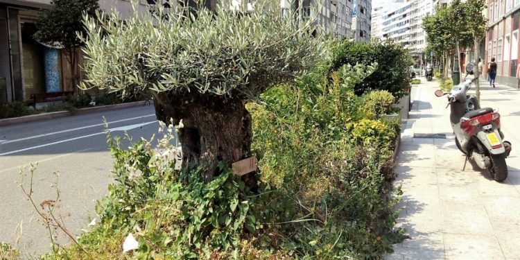 O Concello de Vigo audita o contrato da concesionaria de Parques e Xardíns