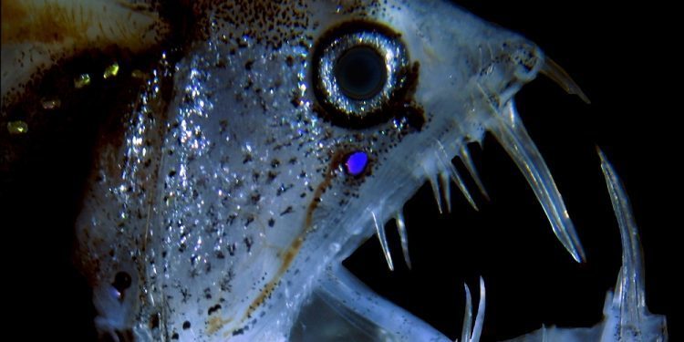 El vigués Álvaro Roura, finalista en el #NikonSmallWorld de fotografía científica