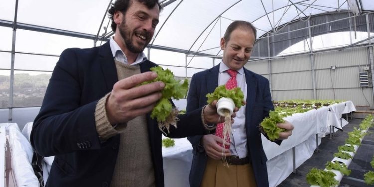 Cultivos que medran en solución acuosa dende Nigrán para o mundo