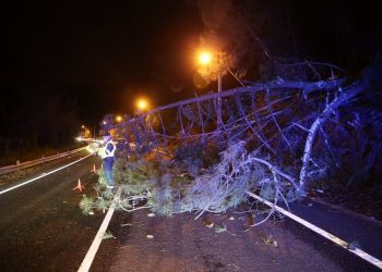 Un árbol cae sobre la carretera en Moaña