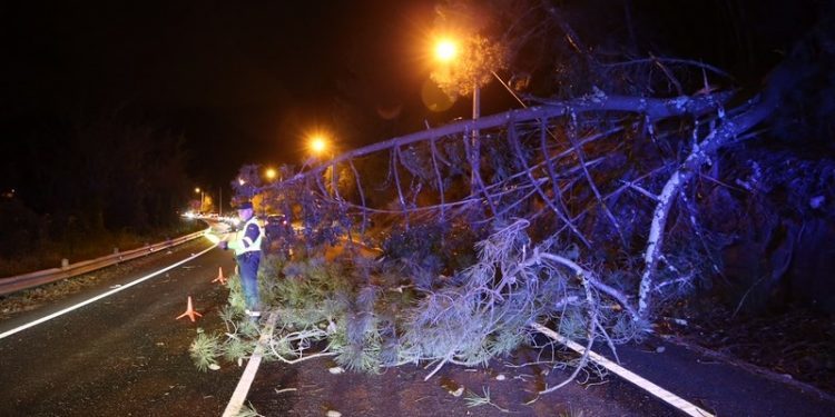 Un árbol cae sobre la carretera en Moaña
