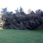 Castelo Soutomaior temporal_03