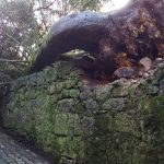 Castelo Soutomaior temporal_04