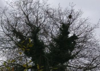 Os niños de vespa asiática de Mos atópanse na súa maioría inactivos