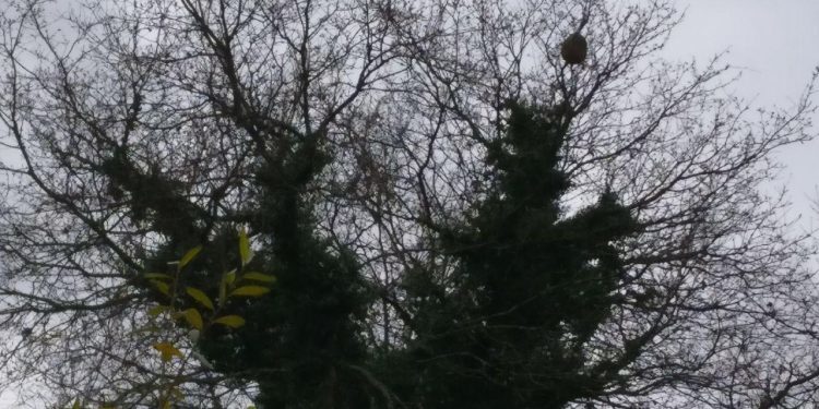 Os niños de vespa asiática de Mos atópanse na súa maioría inactivos