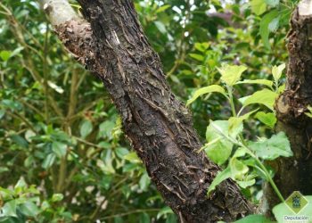 E despois do temporal, aviso para salvar as árbores