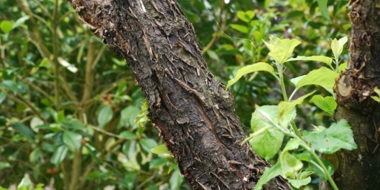 E despois do temporal, aviso para salvar as árbores