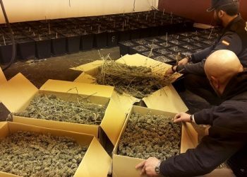 La Guardia Civil desmantela un invernadero de marihuana en O Rosal