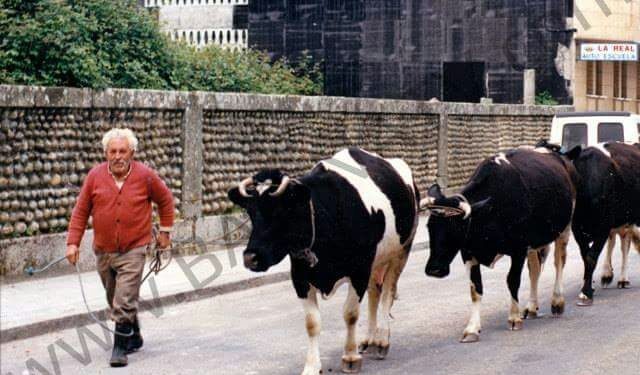 30 años del juicio a la vaca detenida en Baiona
